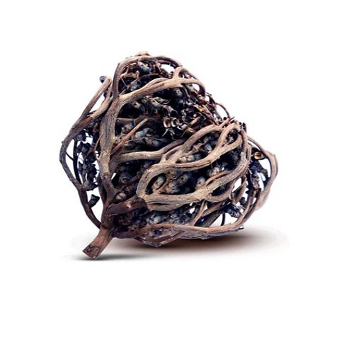 Rose de Jericho (Chajarat Mariam)