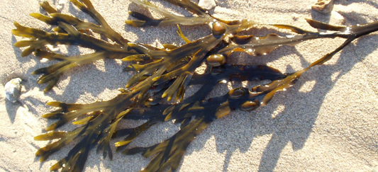 Le super pouvoir des algues : le Fucus